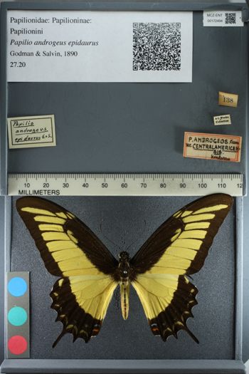 Media type: image;   Entomology 172494